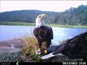 Eagle Cam